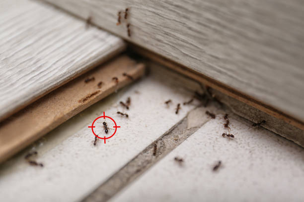 Best Wildlife Control Services  in Cresaptown, MD