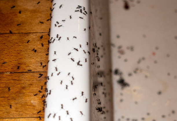 Best Wildlife Control Services  in Cresaptown, MD