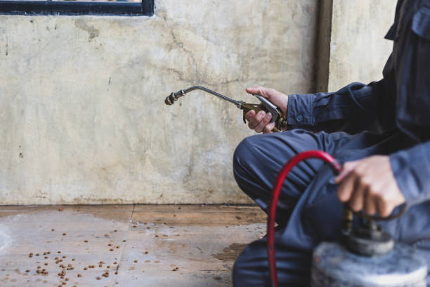 Best Wasp Removal Services  in Cresaptown, MD